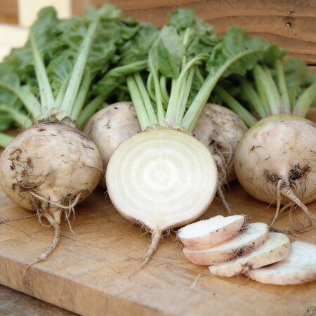 Avalanche, Beet Seeds - 100 Seeds image number null